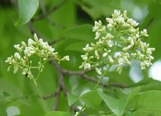 植物种类|花梨木是什么树 长什么样子