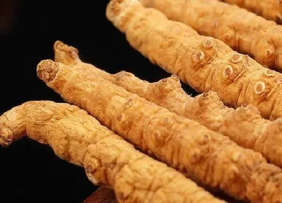生长环境|虫草生长在哪里 适合长在哪些地方