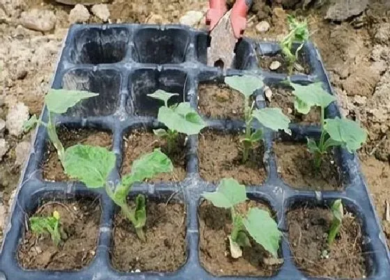 种植管理|蛇豆怎么种能快出苗，蛇豆播种种植后几天发芽出苗）