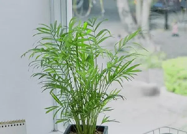 植物移栽|袖珍椰子怎么分株方法