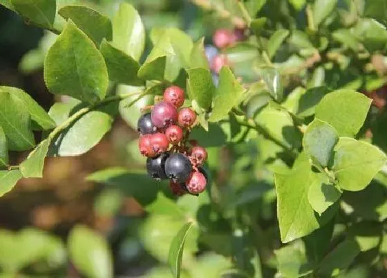 生长环境|蓝莓的生长环境及生长地方条件