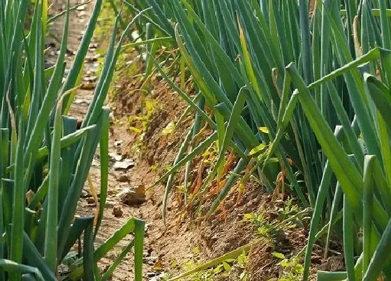 种植方法|山东大葱种植时间和方法