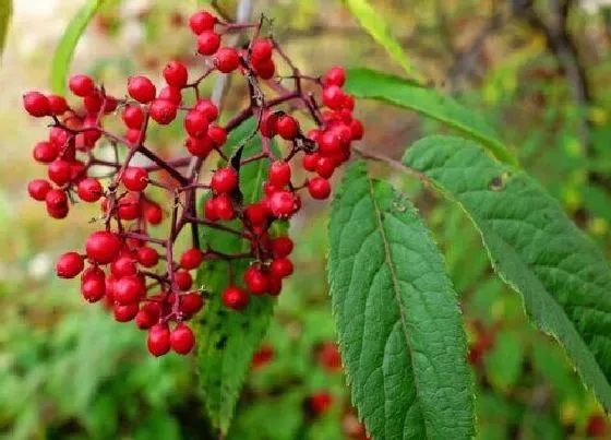 植物百科|火琉璃生长在什么地方