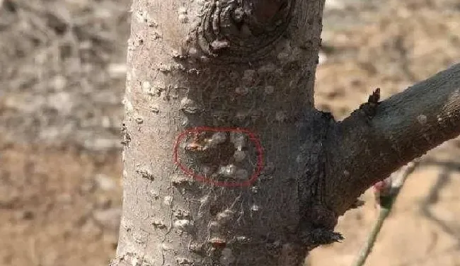 植物虫害|桃树上的蚧壳虫怎样彻底消灭（白介壳虫打什么农药根除）