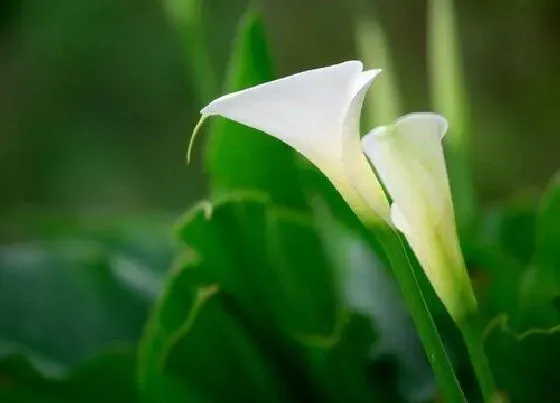 种植管理|百合几月份种合适