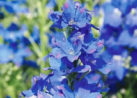 花期|大花飞燕草花期是什么时候