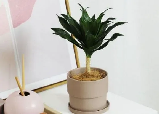 植物种类|朱蕉是草本还是木本