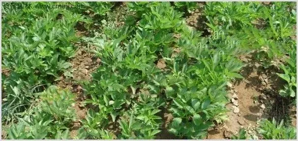 白芷种植技术 白芷高产量的种植方法介绍 | 耕种资料