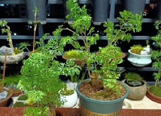 植物百科|福禄桐开花吗 开花什么样子