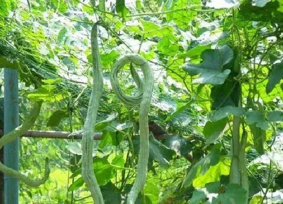 种植管理|蛇豆怎么种能快出苗，蛇豆播种种植后几天发芽出苗）