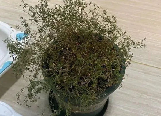 植物百科|抗旱的花卉有哪些