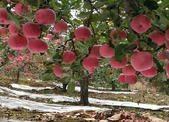 冬天植物|苹果树耐寒吗 冬天越冬能耐多少度低温