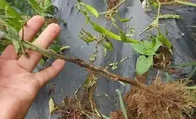 植物病害|辣椒疫病是什么引起的（辣椒疫病原因、危害症状及防治）