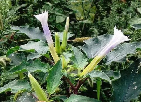 植物百科|曼陀罗花有几种颜色 一共有几种颜色