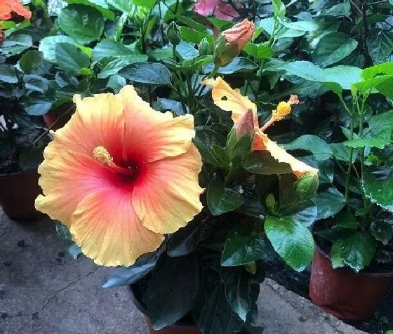 植物修剪|木菊什么时候剪枝合适 几月修剪为最佳时间