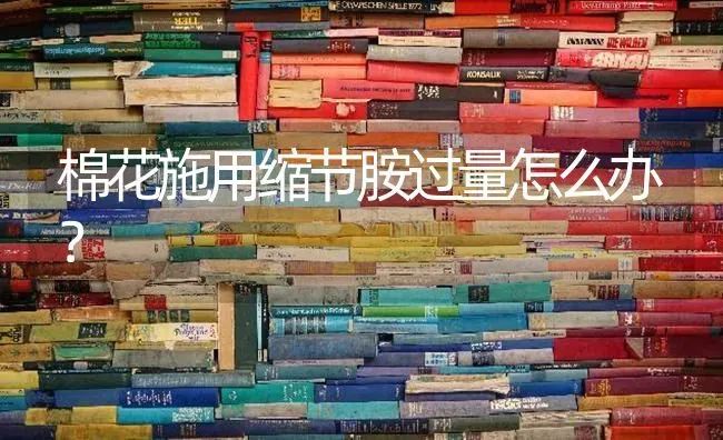 棉花施用缩节胺过量怎么办？ | 粮油作物种植