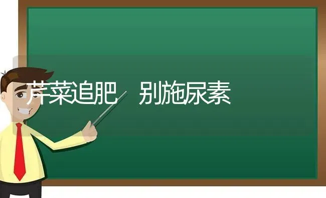 芹菜追肥 别施尿素 | 蔬菜种植