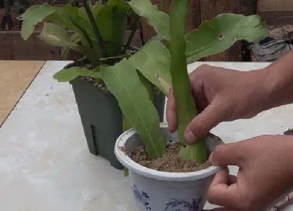 植物换土|昙花换土时间和方法