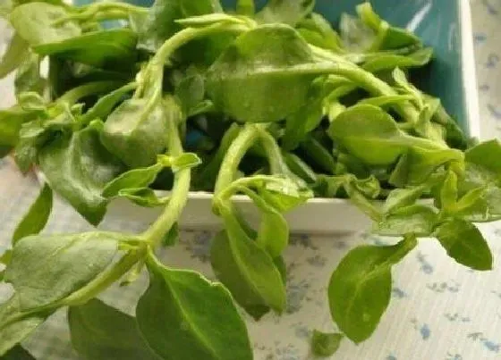 食用科普|穿心莲可以生吃吗