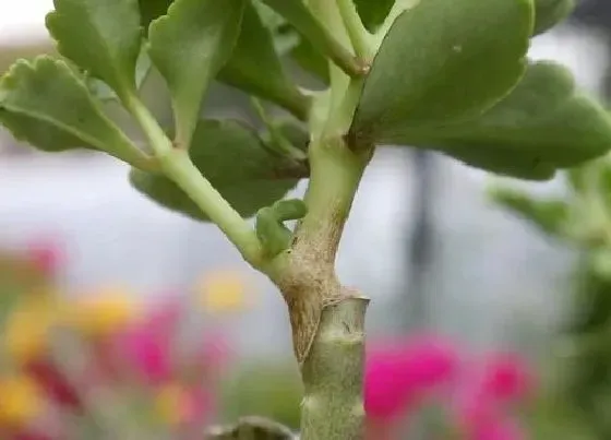 植物嫁接|长寿花可以嫁接吗