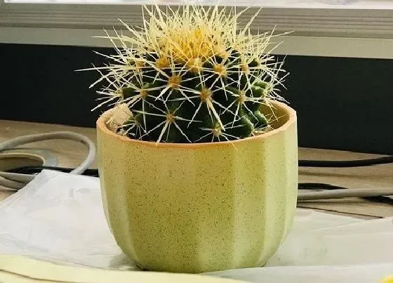植物施肥|仙人球浇什么肥料合适
