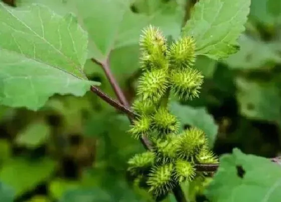 植物毒性|苍耳种子有毒吗