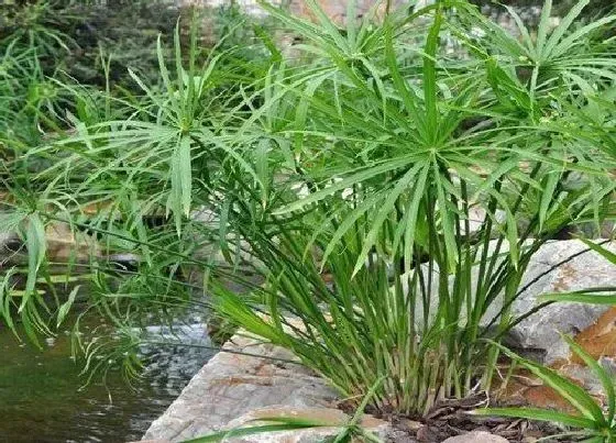 植物寓意|棕竹的寓意与风水 象征寓意与摆放风水