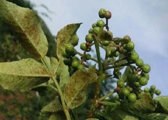 果实科普|花椒熟了怎样采摘 成熟采摘时间与晾晒方法