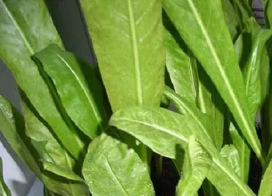 植物百科|莴苣是什么季节的菜