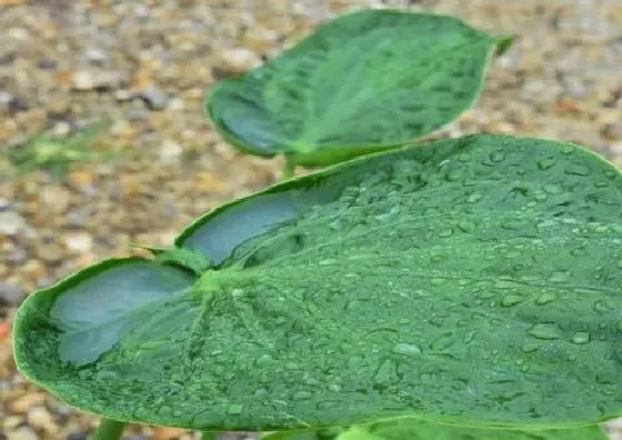 植物百科|滴水观音会开花吗 开花的颜色与样子