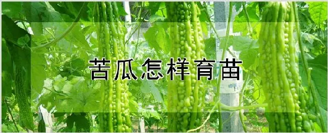 苦瓜怎样育苗 | 种植资料