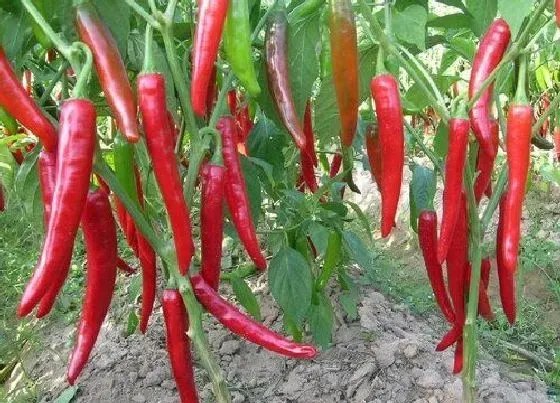 植物施肥|种辣椒用什么肥料最好