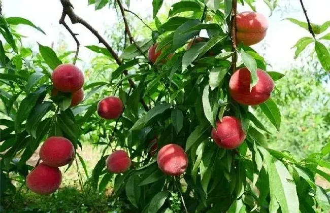 种植管理|摘完桃子后桃树怎么管理，桃树摘果后喷药施肥管理技术）