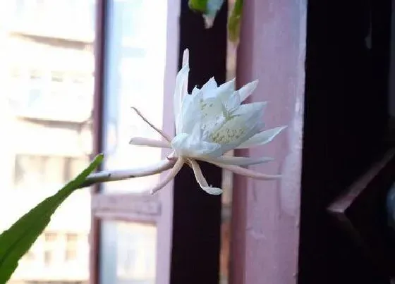 植物繁殖|昙花怎么繁殖方法和注意事项