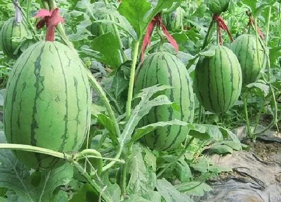 植物产地|武汉盛产什么水果有名