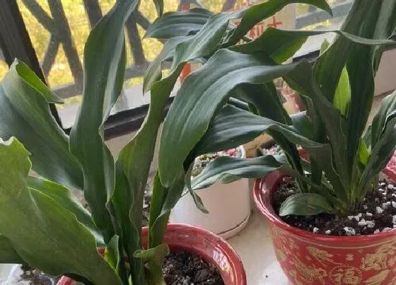植物繁殖|万年青怎么繁殖方法和注意事项