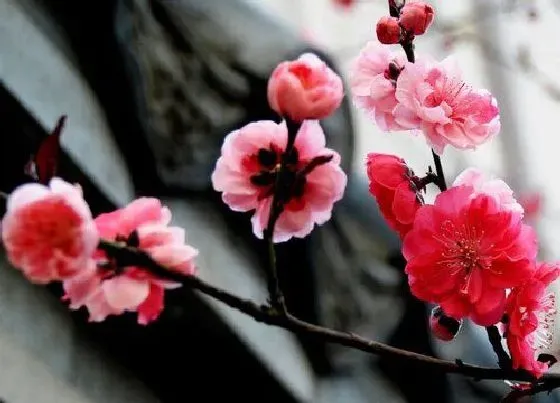 种植土壤|梅花用什么土栽好 栽培梅花盆景怎样配土