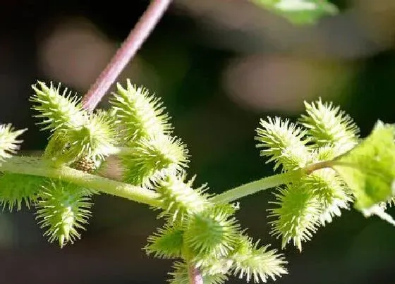 植物百科|苍耳子是什么植物 属于什么科植物