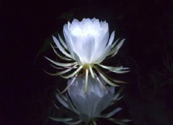 植物毒性|芸花有毒吗 可以放在室内养吗