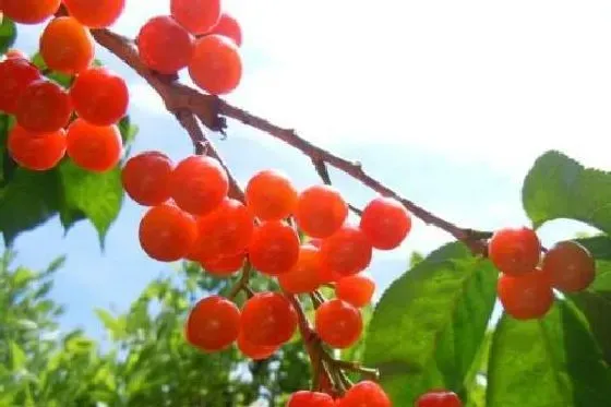 果实成熟|樱桃什么时候成熟季节 成熟月份与采摘时间