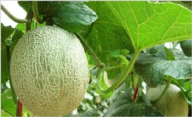 哈密瓜种植技术 种植哈密瓜哪几个步骤很关键？ | 自然知识