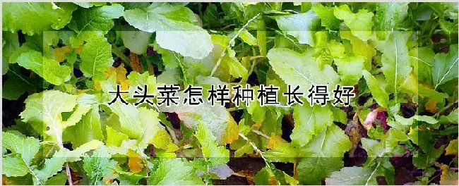 大头菜怎样种植长得好 | 农业技术