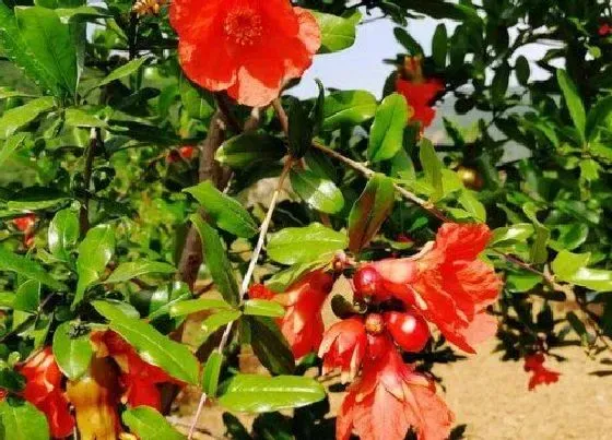 花卉风水|别墅种什么花风水好