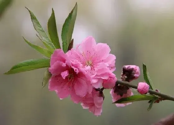花之最|观赏桃花十大品种（好看的景观桃花品种大全及图片）