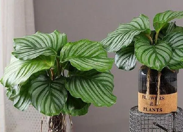 植物移栽|万年青什么时候换盆合适