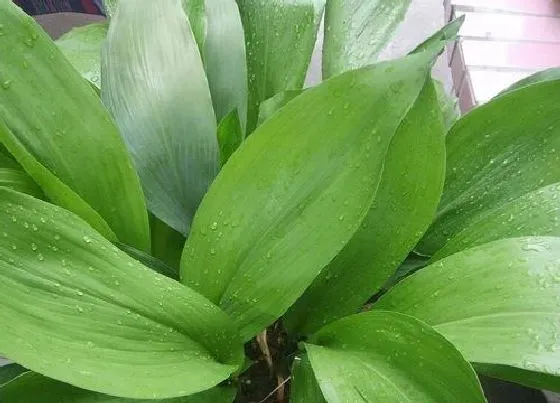 植物百科|一叶兰开花吗 开的的花是什么样子的