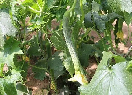 种植管理|露天丝瓜几月份种植最好 种植时间和方法