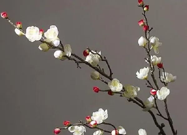 植物浇水|梅花多久浇一次水