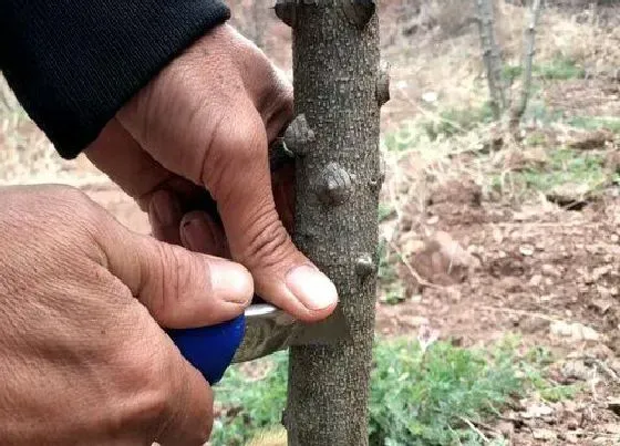 植物嫁接|花椒树嫁接方法