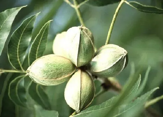 植物百科|碧根果又叫什么名字